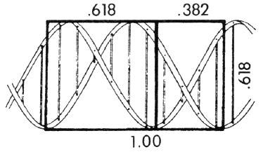 Lengths in a DNA molecule are in the golden ratio