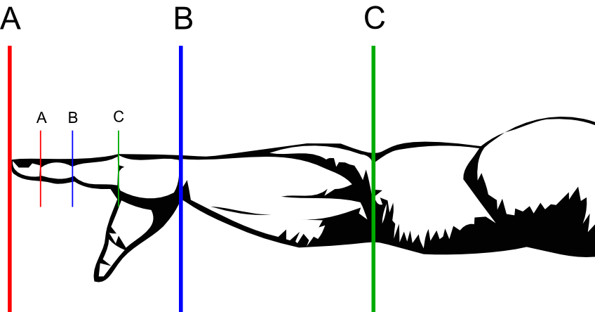 Golden ratios in the arm