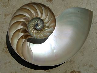 The golden spiral in a nautilus shell