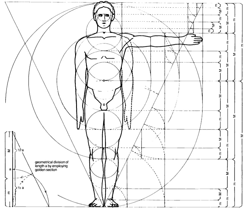 Golden ratios in the human body from the work of the German architect Ernst Neufert