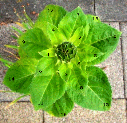 The golden ratio in sunflower leaves. The leaves space themselves at intervals of 0.168 of a circle